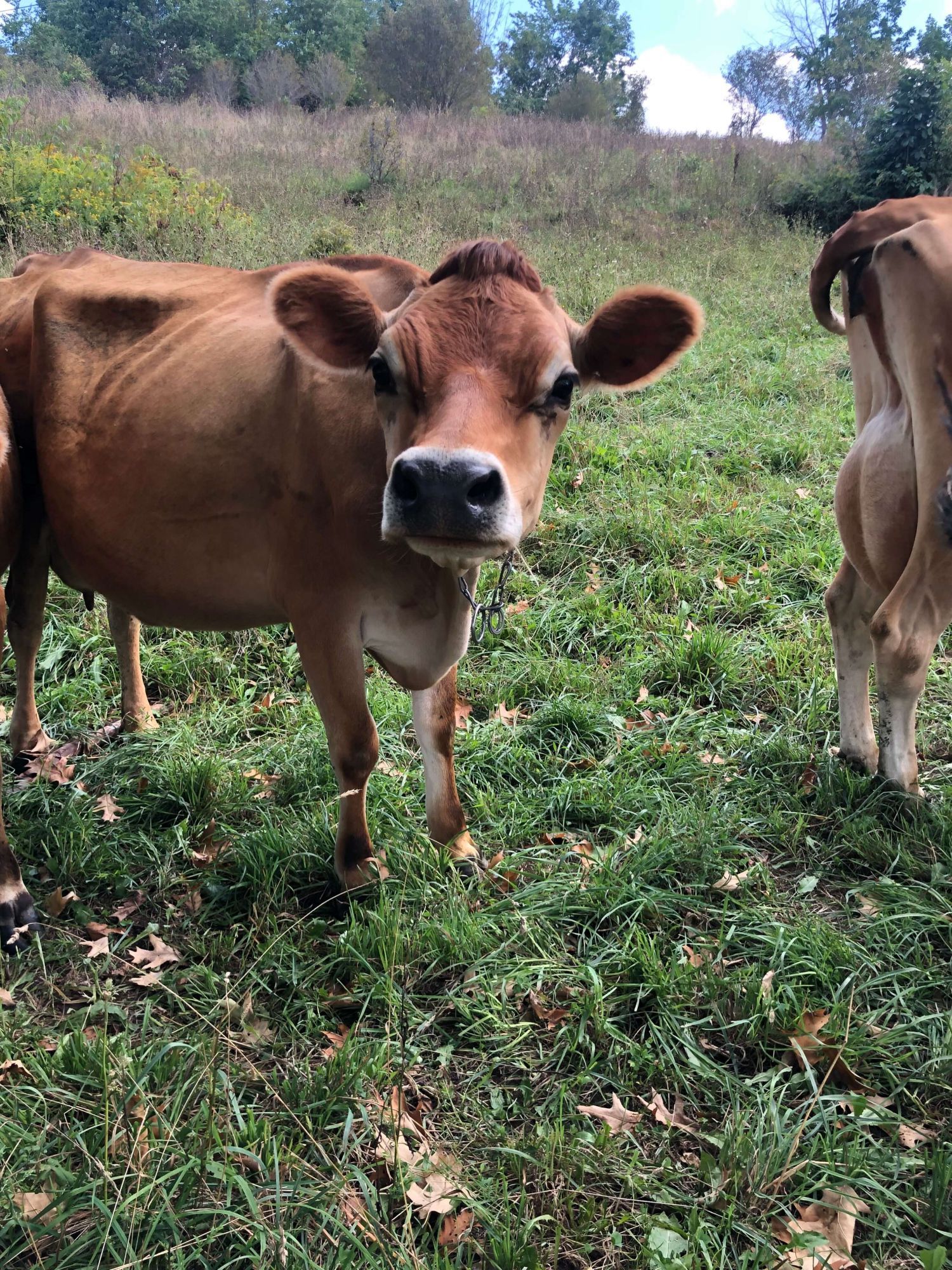 Organic dairy cow in a field with trees in the background.